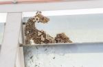 Wasp Nest With Wasps Sitting On It. Wasps Polist Stock Photo