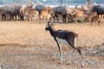 Black Buck Walking Stock Photo