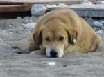 A Dog Sitting In The Street In The Summer Stock Photo