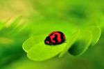 Lady Bug Stock Photo