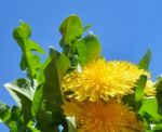 Dandelion Stock Photo