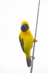 Asian Golden Weaver Bird Stock Photo