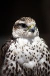 Saker Falcon Stock Photo