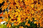 Maple Leaves Early Autumn Stock Photo