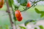 Plantation Of Tomatoes In The Organic Garden Stock Photo