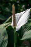 Spathiphyllum Stock Photo