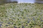 A River Of Water Lilies Stock Photo