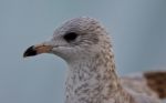 Isolated Photo Of A Cute Beautiful Gull Stock Photo