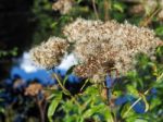 Old Man’s Beard Or Traveller’s Joy (clematis Vitalba) Stock Photo