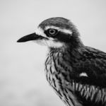 Bush Stone-curlew Resting On The Beach Stock Photo