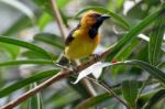 Black-necked Weaver (ploceus Nigricollis) Stock Photo