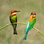 Chestnut-headed Bee-eater Stock Photo