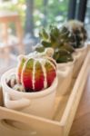 Small Cactus Pots On Wooden Table Stock Photo