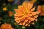 Orange Dahlia In Full Bloom Stock Photo