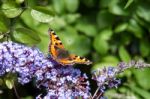 Small Tortoiseshell (aglais Urticae) Feeding On A Buddleia Stock Photo