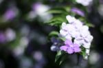 Closeup Of Brunfelsia Uniflora Flower Stock Photo