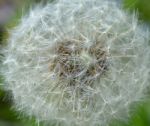 Dandelion Stock Photo