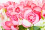 Beautiful Begonia Flower With Soft Focus Background Stock Photo