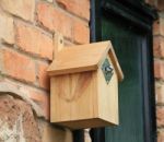 Bluetit Peeking Out Of Bird House Stock Photo