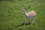 Fallow Deer (dama Dama) Stock Photo