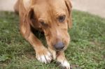 Dog With A Bone Stock Photo