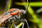 Chinch Bug (spilostethus Pandurus) Stock Photo