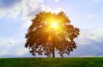 Tree And Sunlight Stock Photo