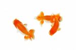 Gold Fish Stock Photo