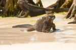 Marine Iguana On Galapagos Islands Stock Photo