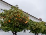 Orange Trees Fruiting In Faro Stock Photo