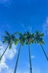 Summer Sky And Palm Tree Stock Photo