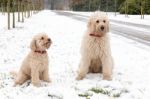 Two Poodle Dogs Sitting Together In Snow Stock Photo