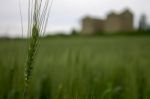 Wheat Field View To Ancient Place Stock Photo