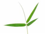 Bamboo Leaf Isolate On White Background Stock Photo