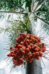 Foxtail Palm Tree In The Garden Stock Photo