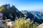 Flowers On Bukhansan Mountains, South Korea Stock Photo