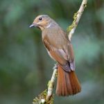 Male Large Niltava Stock Photo