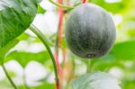 Small Japan Melon (honeydew Melon) In Farm Stock Photo