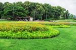 Flowers With Beauty In Park Stock Photo