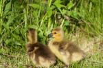 Nestlings Of The Cackling Geese Stock Photo