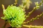 Soft Fruit Of Rambutan Is Pure Natural Stock Photo