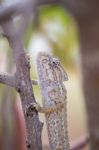 Mediterranean Chameleon On A Tree Stock Photo