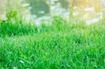 Green Grass With The Sun Shining Stock Photo