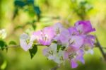 Bougainvillea Flowers Stock Photo