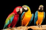 Macaws Stock Photo