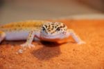 Leopard Gecko Stock Photo