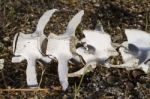 Back Spine Sheep Bones Stock Photo