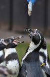 Humboldt Penguin (spheniscus Humboldti) Stock Photo