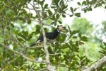 Oriental Pied Hornbill Stock Photo