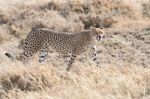 Cheetah In Serengeti Stock Photo